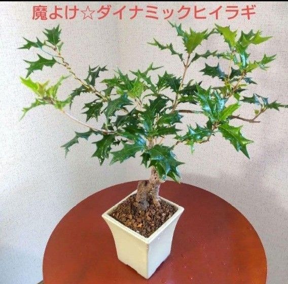 魔よけの縁起樹☆ダイナミックなヒイラギの苔盆栽(大)☆素敵な大きめオフホワイト色の盆栽鉢付き