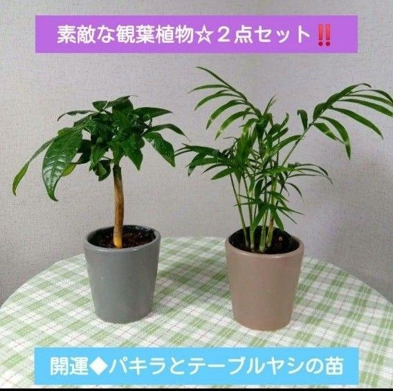 開運・金運UP☆パキラとテーブルヤシの苗 しっかり根付き 黒ポット入り発送