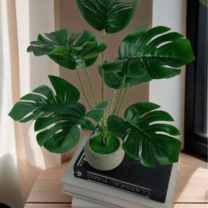 鉢植え付きモンテステラ