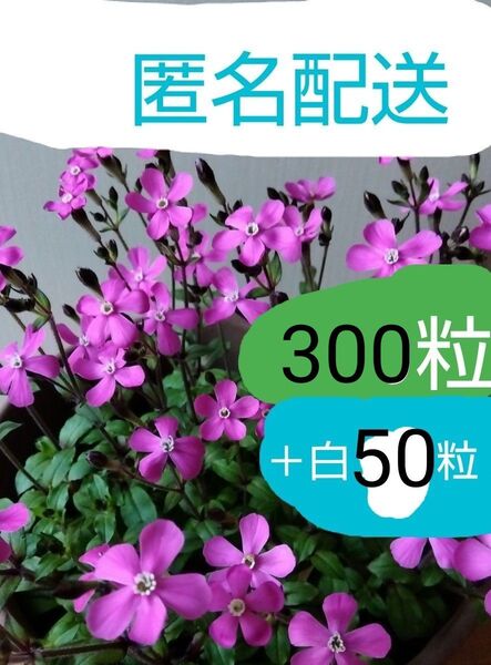 シレネピンクパンサー 種300粒+白50粒
