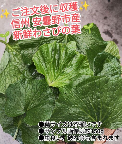 わさびの葉 200g 安曇野 沢わさび わさびの葉 200g ワサビ 葉 山葵の葉