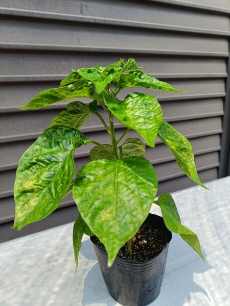 レッドハバネロ苗 2本 栽培期間中農薬不使用