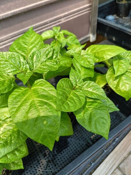 キャロライナリーパー苗 2本 栽培期間中農薬不使用
