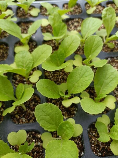 ミニ白菜苗(タイニーシュシュ)15本 栽培期間中農薬不使用