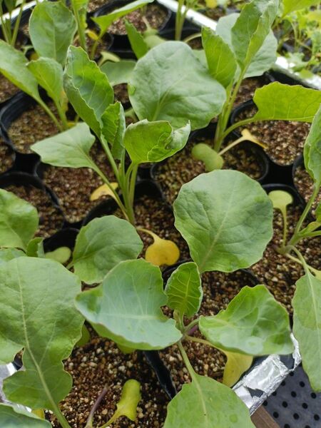 ロマネスコ苗 4本 栽培期間中農薬不使用