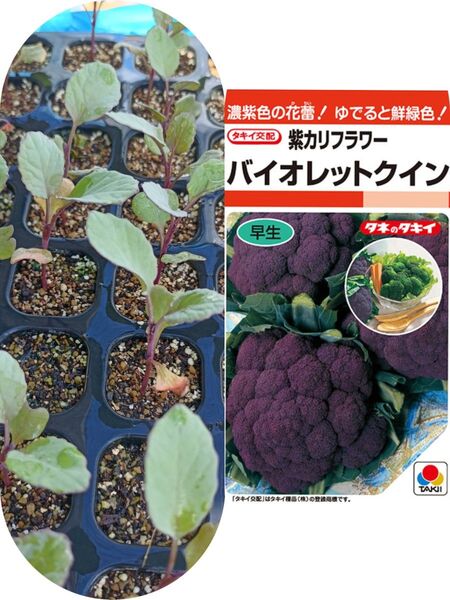 紫カリフラワー苗 5本 栽培期間中農薬不使用