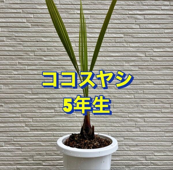ココスヤシ 5年生 1鉢|常緑ヤシ・南国風シンボルツリー