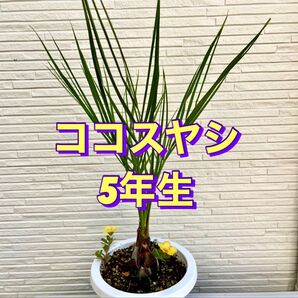 ココスヤシ 5年生 1鉢|常緑ヤシ・南国風シンボルツリー/オマケで黄色いポーチュラカ…
