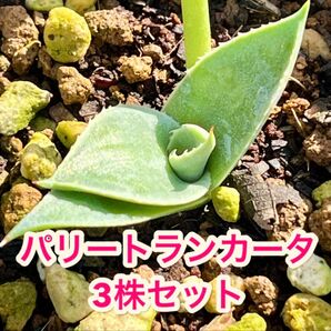 パリー・トランカータ 発芽後4ヶ月 抜き苗3個セット