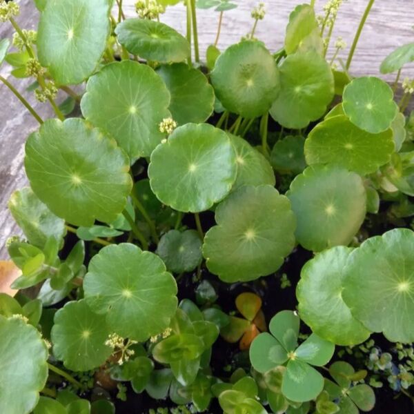 ウォーターマッシュルーム ウォーターコイン 水草 無農薬 ビオトープ