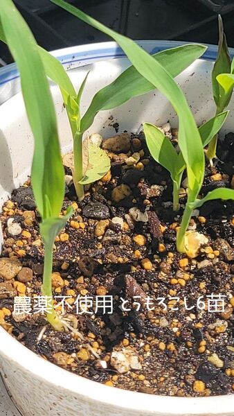 農薬不使用とうもろこし6苗