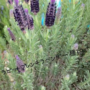 ラビットフレンチラベンダー 種20