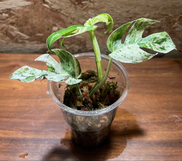 エピプレムナムピナツムマーブル epipremunum pinnatum marble 【観葉植物 ちょい珍】S-127