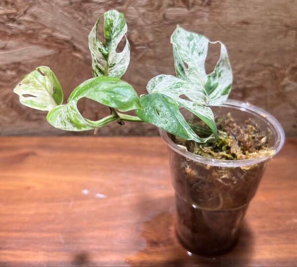エピプレムナム ピナツム マーブル epipremunum pinnatum marble 【観葉植物 ちょい珍】S-128