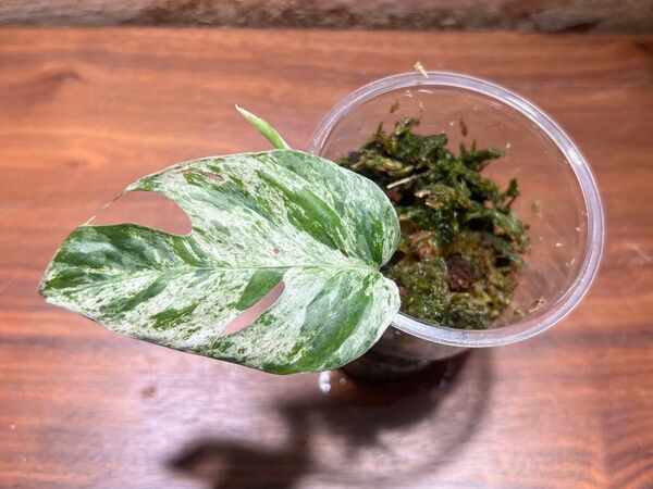エピプレムナムピナツムマーブル epipremunum pinnatum marble 【観葉植物 ちょい珍】S-124