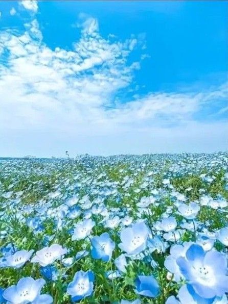 新品ダイヤモンドアート20×30美しい風景 ネモフィラ畑 青空と花 青い花 作成キット