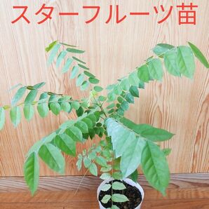 スターフルーツ ゴレンシ 実生 ポット苗 熱帯果樹 果樹 農家直送