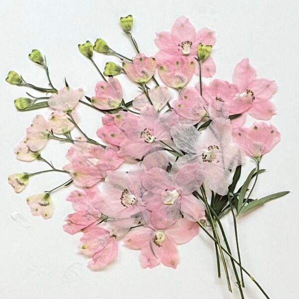 デルフィニウム・ピンク‥押し花・花材