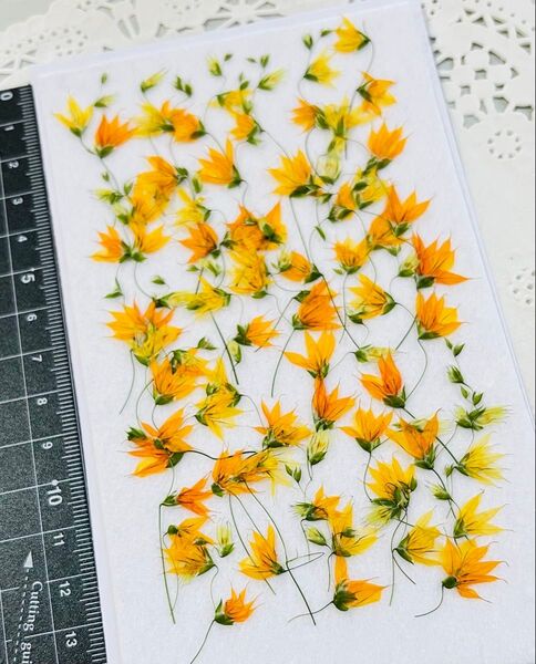 メラスフェルラ〜押し花素材