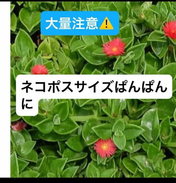 多肉植物 ベビーサンローズ 赤