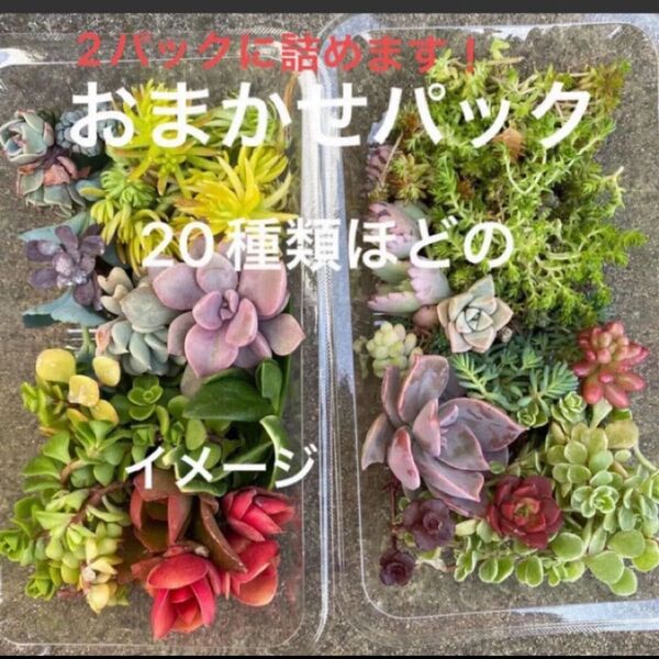 多肉植物 カット苗 育てやすい種類