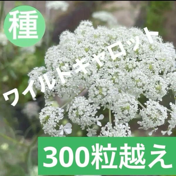 ノラニンジン 【ワイルドキャロット】 秋蒔の種 300粒 レースフラワー