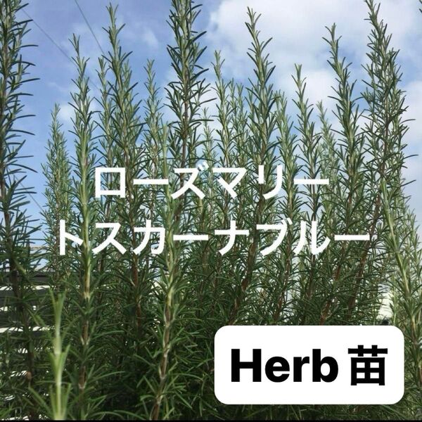 ローズマリー・トスカ-ナブルー 挿し木活着苗 【大苗】キッチンハーブ・軟膏入浴剤 虫除け