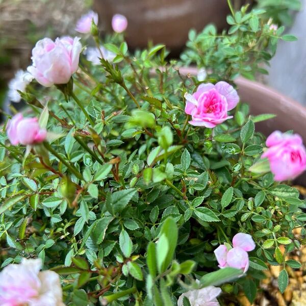 極小輪のミニバラ 1苗 四季咲きなので繰り返しお花が楽しめます。