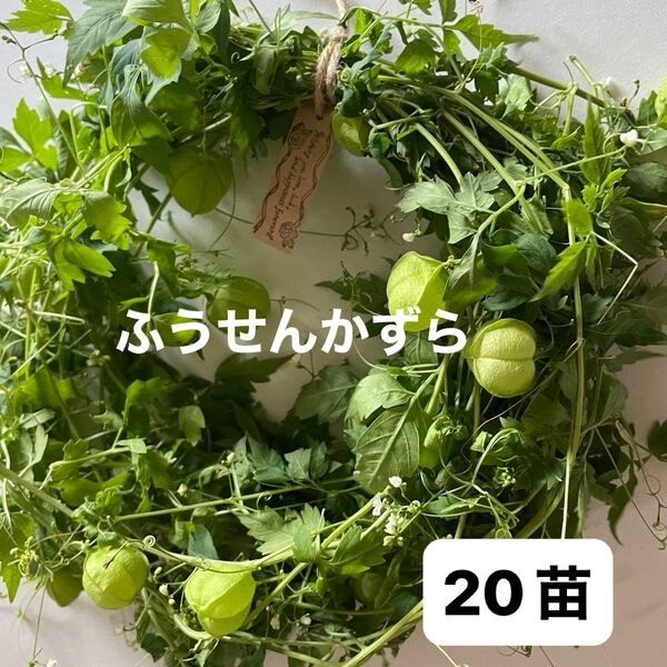 緑のカーテン フウセンカズラ 20苗 そよそよと風に揺れる葉が涼しげです。クルクル巻いてナチュラルリースも可愛いですよ