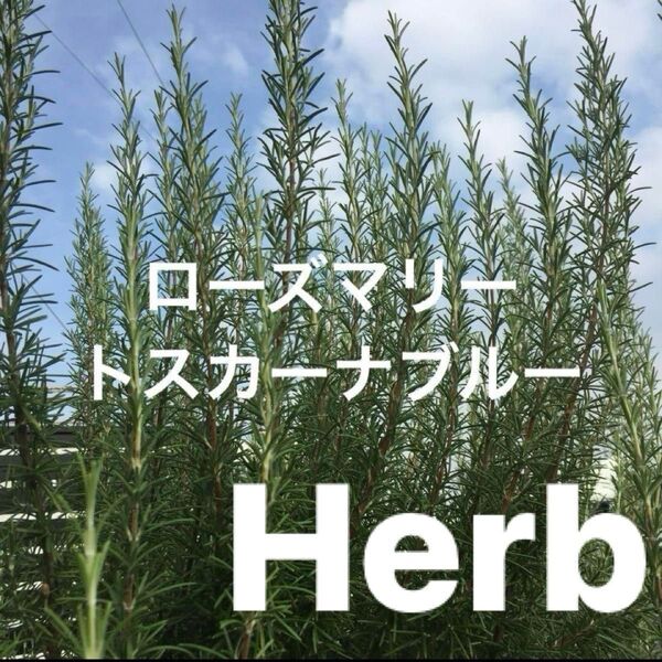 ローズマリー・トスカ-ナブルー 挿し木活着苗 【1苗】キッチンハーブ・軟膏入浴剤 虫除け
