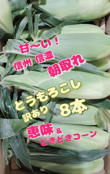 甘〜い2種類!信州信濃 朝取れとうもろこし8本①
