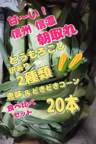 甘〜い2種類!信州信濃 朝取れとうもろこし20本