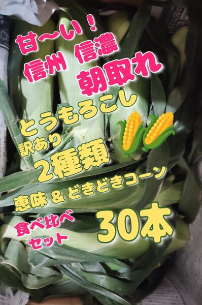 甘〜い2種類!信州信濃 朝取れとうもろこし30本