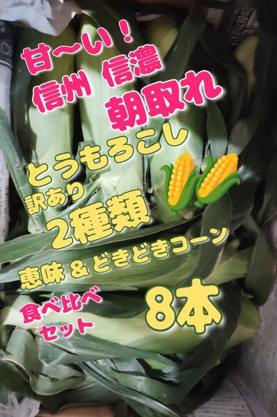 甘〜い2種類!信州信濃 朝取れとうもろこし8本+おまけ