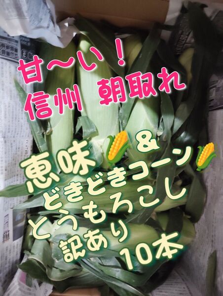 甘〜い2種類!信州信濃 朝取れとうもろこし10本
