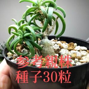 メストクレマ マクロリズム 実生 種子30粒