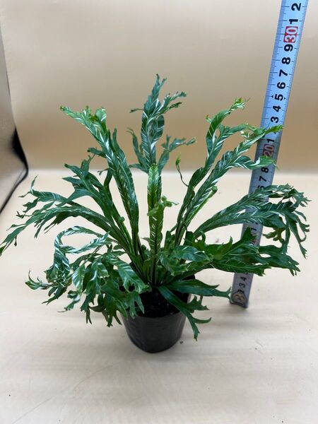 斑入り アスプレニウム ニドゥス(シマオオタニワタリ バリエガータ