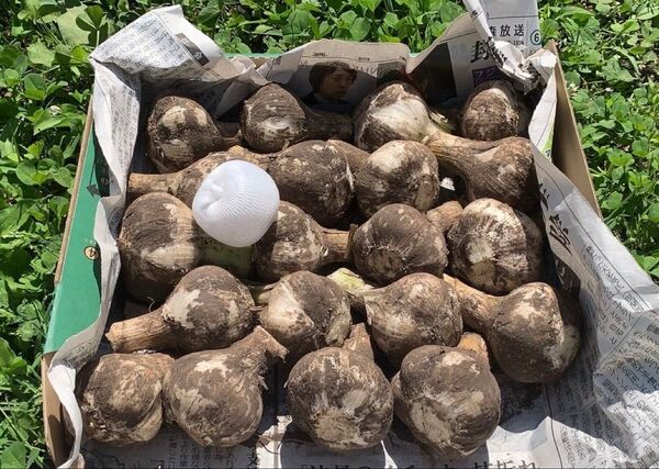 青森県産 福地ホワイト六片Mサイズ 約1kg 生ニンニク農家直送