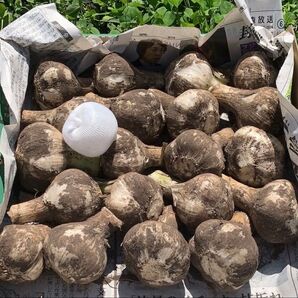 青森県産 福地ホワイト六片Mサイズ 約1kg 生ニンニク農家直送