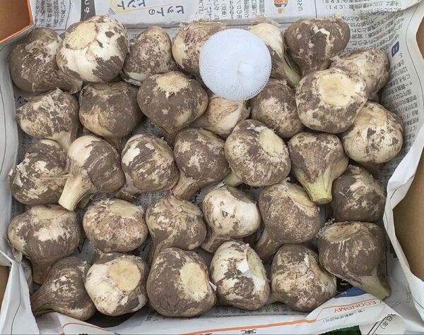 数量限定 青森県産 福地ホワイト六片 Sサイズ 約1kg 生ニンニク農家直送