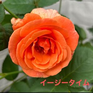 オレンジ色のバラ イージータイム 挿し木苗