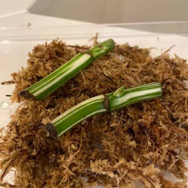 モンステラ 白斑入り ホワイトタイガー 茎 2本
