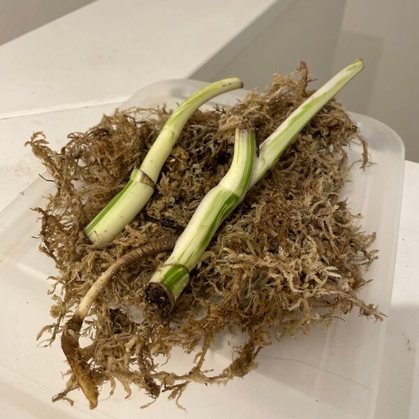 モンステラ 斑入り 白斑 ホワイトタイガー トップ茎 2本