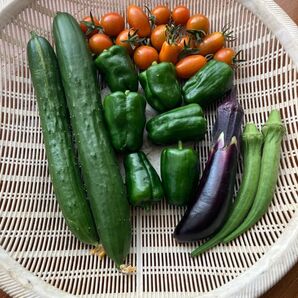 夏野菜詰め合わせ ゆうパケットプラス ④