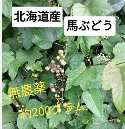 北海道産無農薬ウマブドウエキス うまぶどうチンキ 約200グラム お試し