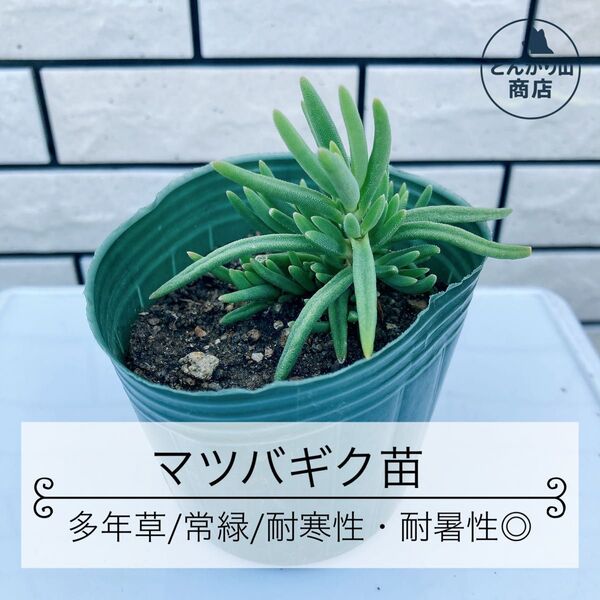 【根っこ付き苗】超強健種!マツバギク発根苗/宿根草 多年草 多肉 耐寒性・耐暑性◎/園芸初心者でも失敗しづらい!栽培が簡単!