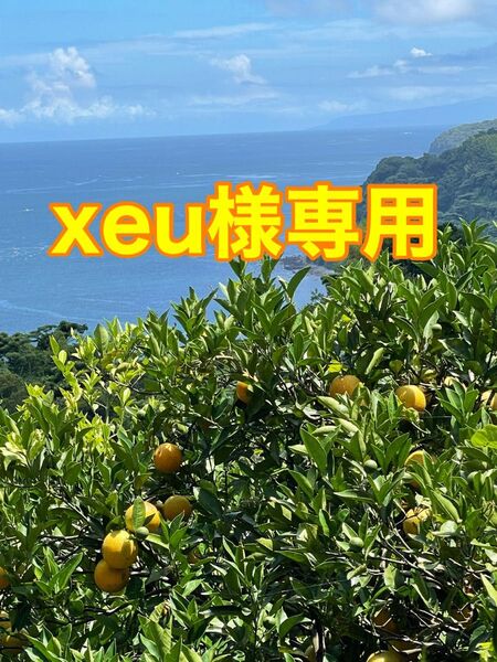 バレンシアオレンジ 農薬不使用 小田原・江の浦産