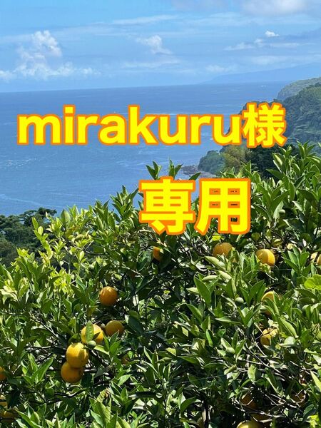 バレンシアオレンジ 農薬不使用 小田原・江の浦産