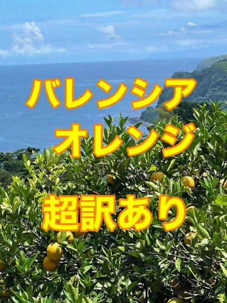 バレンシアオレンジ 超訳あり 箱込み5、5kg 農薬不使用 小田原・江の浦産
