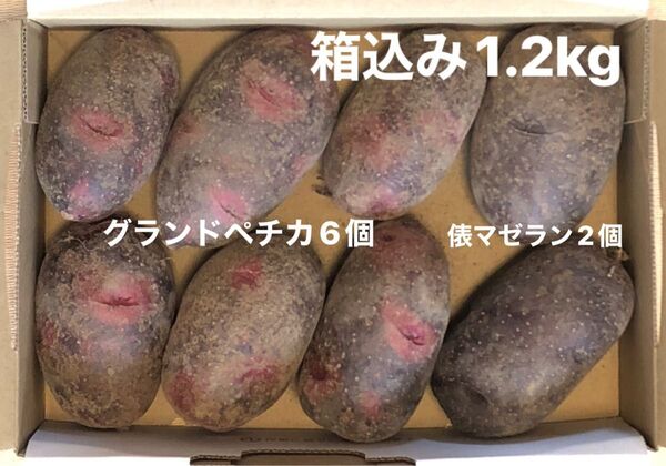 じゃがいも 箱込み1.2kg 7月収穫分 グランドペチカ、俵マゼラン 大き目サイズ